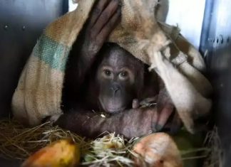 Thailand repatriates two 4-year-old orangutans seized from wildlife traffickers