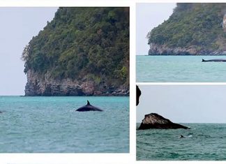 Bruda whales sighted at Mu Ko Ang Thong National Marine Park in the Gulf of Thailand