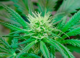 Thailand to buy cannabis and hemp from growers in Buriram for medicine production