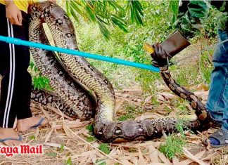 100-kg. python captured in Chonburi