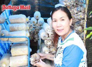 Pattaya bar owner turns mushroom farmer