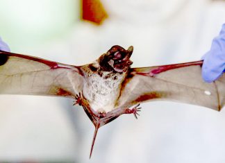 No Evidence to Show Thai Bats Cause Covid-19