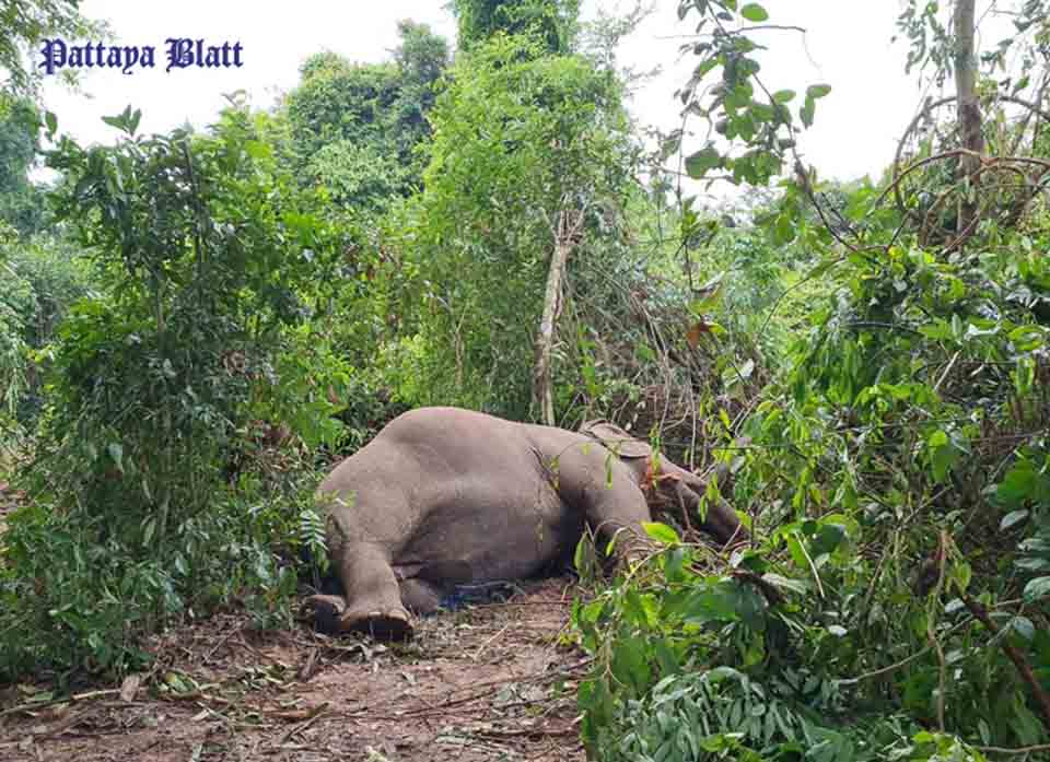 Boonklong, a 40-year-old elephant, died after it was struck by lightning at a Pattaya elephant camp.