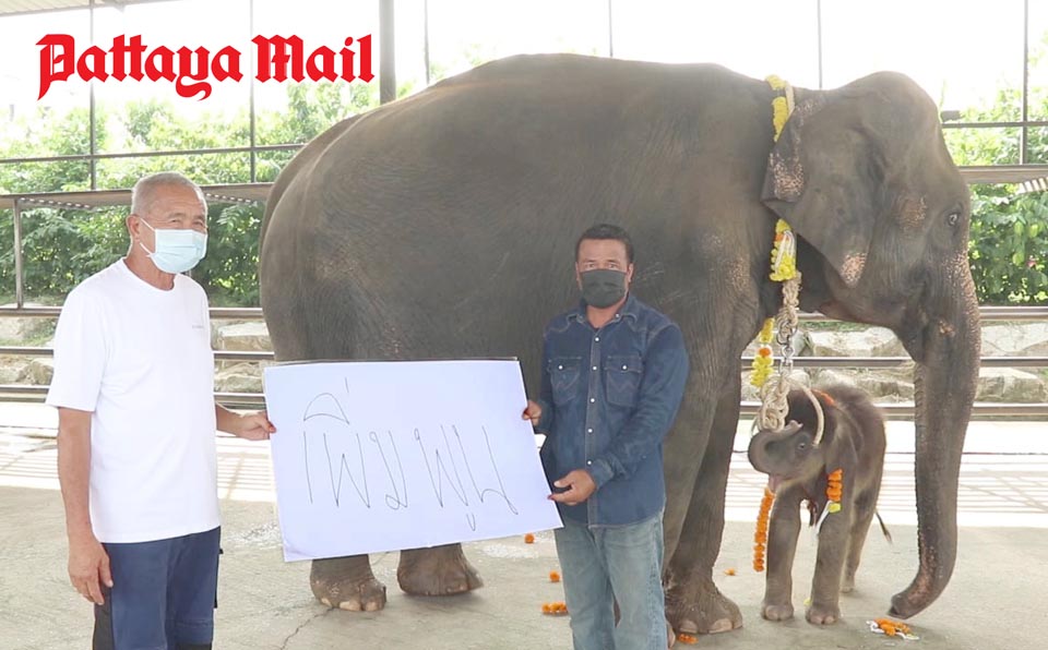 Named Pempoon, the pachyderm born to mother Thongkoon and father Bird made its debut May 5