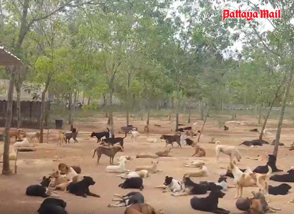 Pattaya dog shelter charity goes bust, forcing city care for 700 canines -  Pattaya Mail