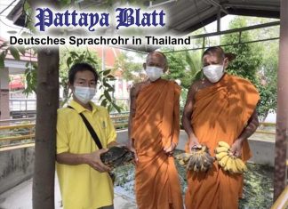 „Bringt Schildkröten zurück – sonst schlägt Karma zu“