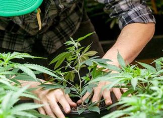 Thai institutes discover cannabis root can help restore function in lungs damaged by infection