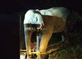 Thai wild elephants relocated from Chonburi and Rayong after deadly clashes with humans