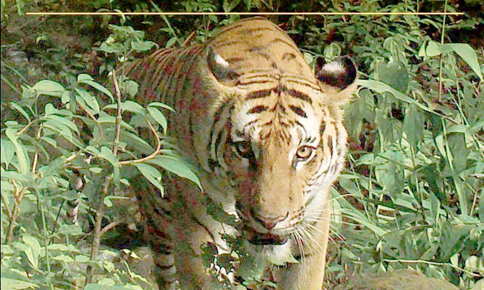 Tiger population grows 50 per cent in Thai wildlife sanctuaries - TODAY