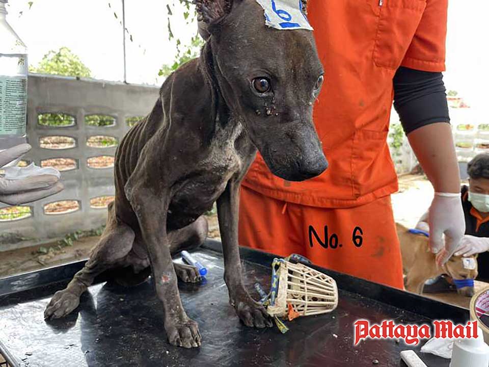 Thailand News 1 Soi Dog Foundation comes to the rescue pic 2