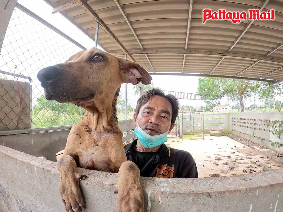 Thailand News 1 Soi Dog Foundation comes to the rescue pic 3