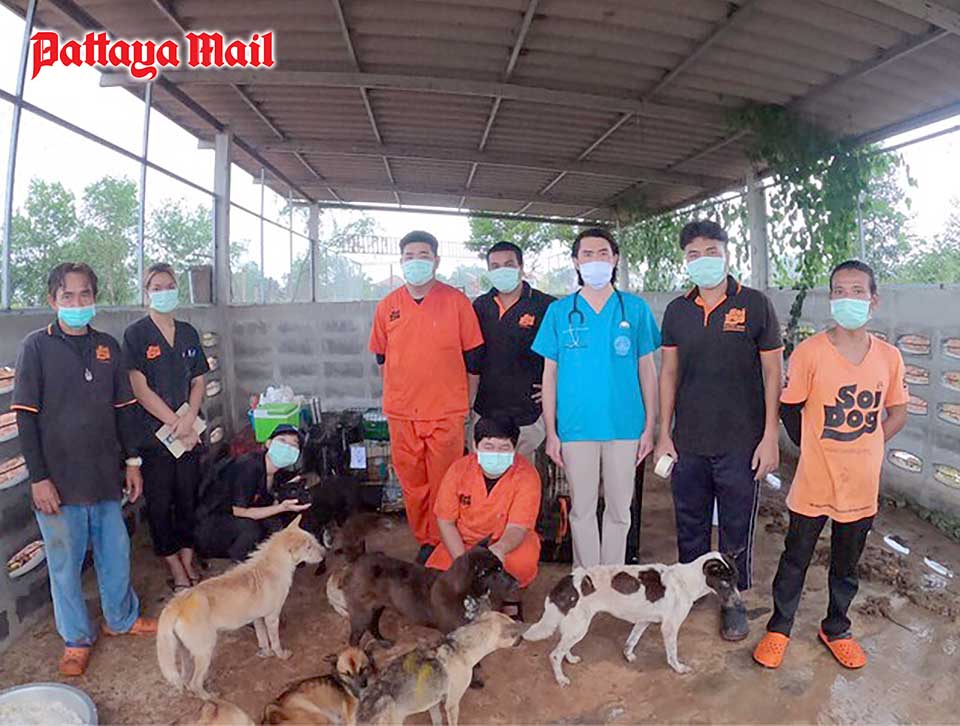 Soi Dog Foundation rescues dying dogs in illegal Surat Thani shelter -  Pattaya Mail