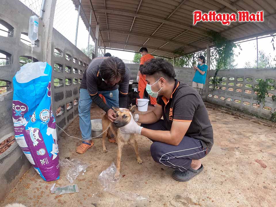 Thailand News 1 Soi Dog Foundation comes to the rescue pic 5