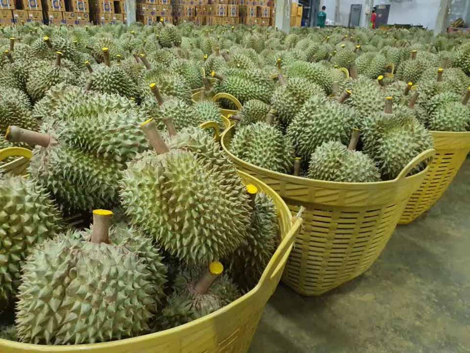 t 06 Thai durians approved for export to China