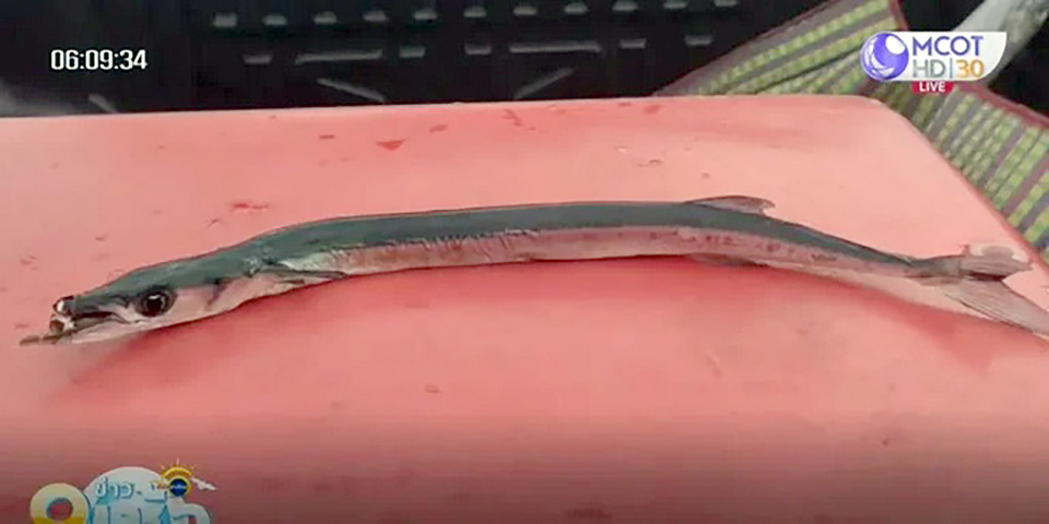 t 08 Needlefish hit swimmers neck in Trat East Thailand 4