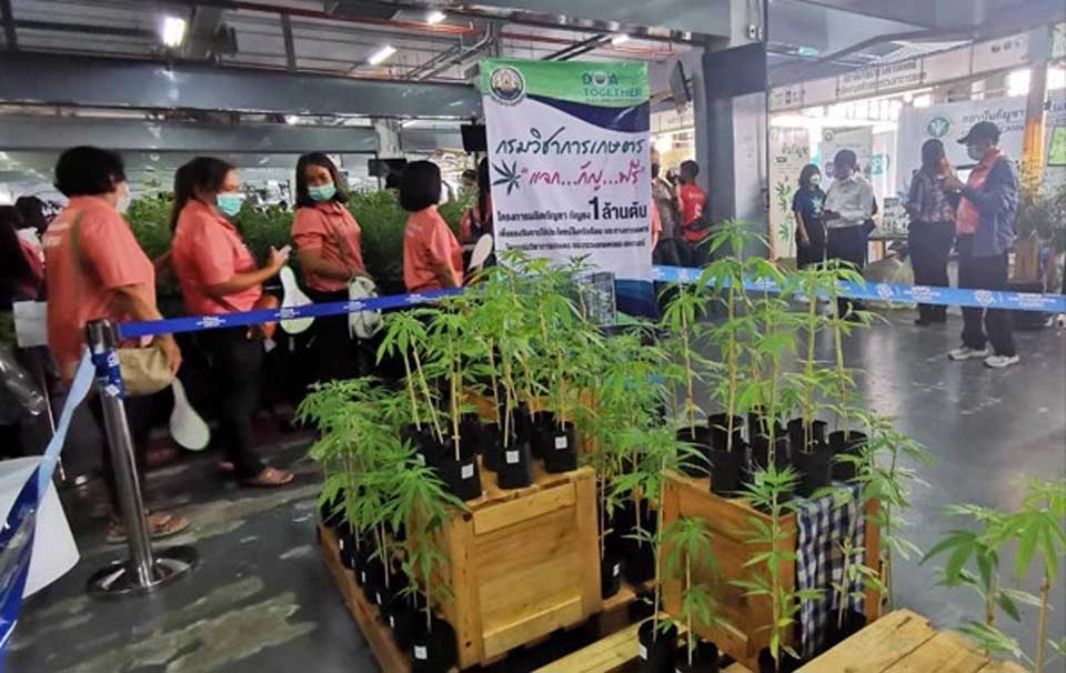 People flock to cannabis fair in Buriram