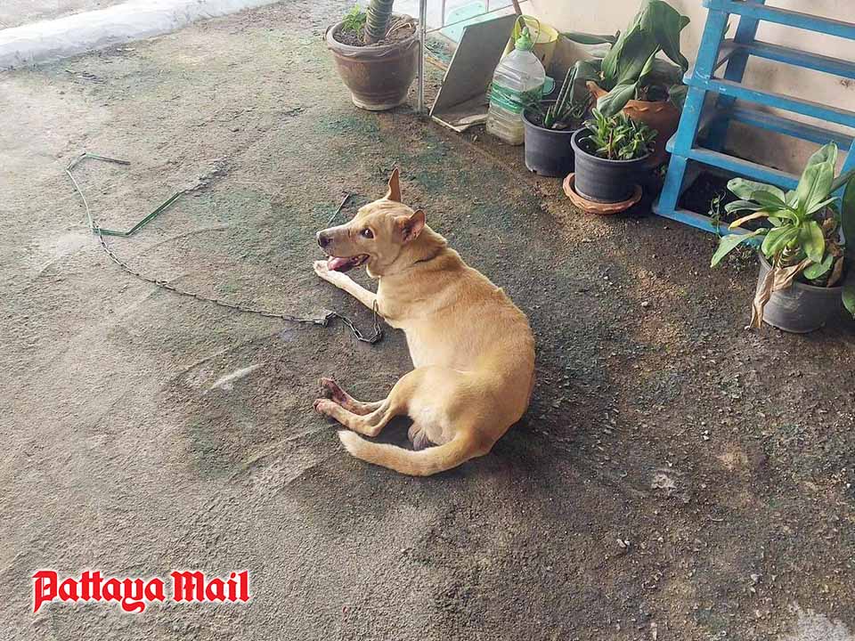 Ferocious dog tracked and caught behind South Pattaya temple