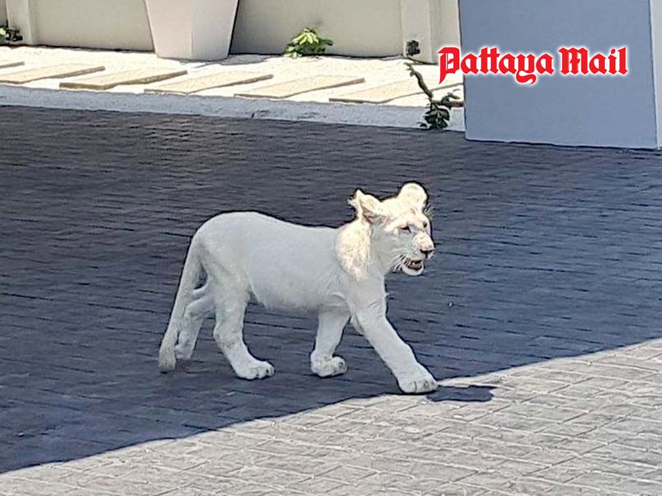 Chinese man raising lion near Pattaya told to get license - Pattaya Mail