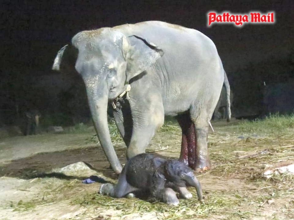 “Pang Yok” gave birth to “Plai Chai” at 3 a.m. on the night of April 9. Both baby and mother were said to be healthy.
