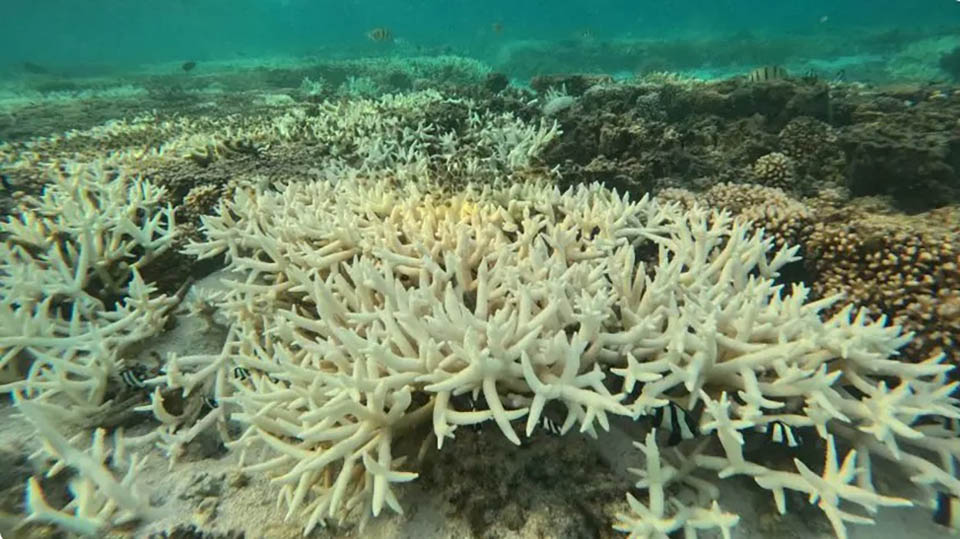 coral travel thailand
