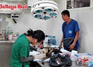 Summer season outbreaks curb – Pattaya community holds rabies prevention and sterilization campaign for pets