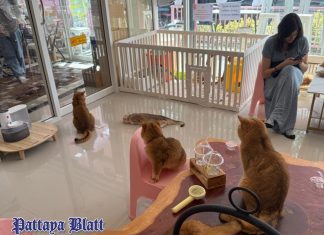 Pattaya erweitert Touristenattraktionen: Cat Cafés für Katzenliebhaber