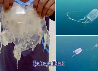 Vorsicht empfohlen: Giftige Quallen stellen Risiken an Thailands Stränden dar