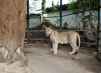 Authorities seize influencer’s lion after attack on boy in Kanchanaburi