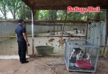 Pattaya reaffirms its love for animals as Deputy Mayor finds stray dogs happy and healthy