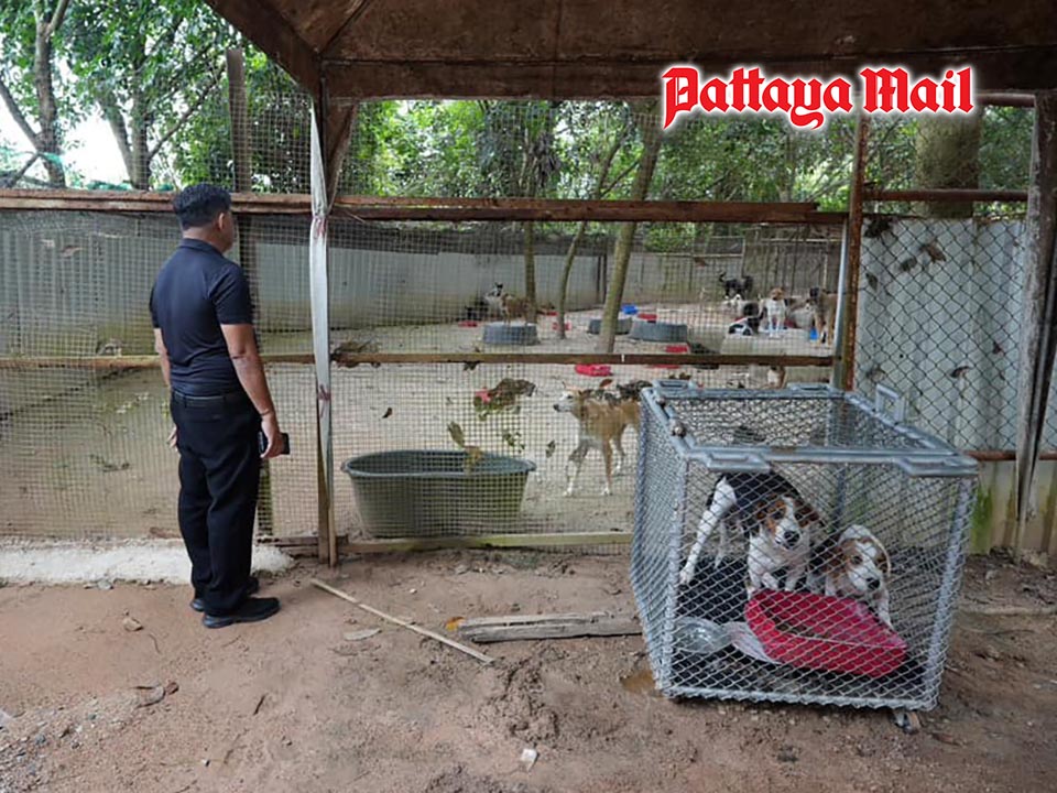 Pattaya reaffirms its love for animals as Deputy Mayor finds stray dogs happy and healthy