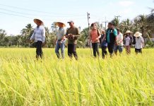 PM Anutin to lead first rice policy meeting as global prices plunge