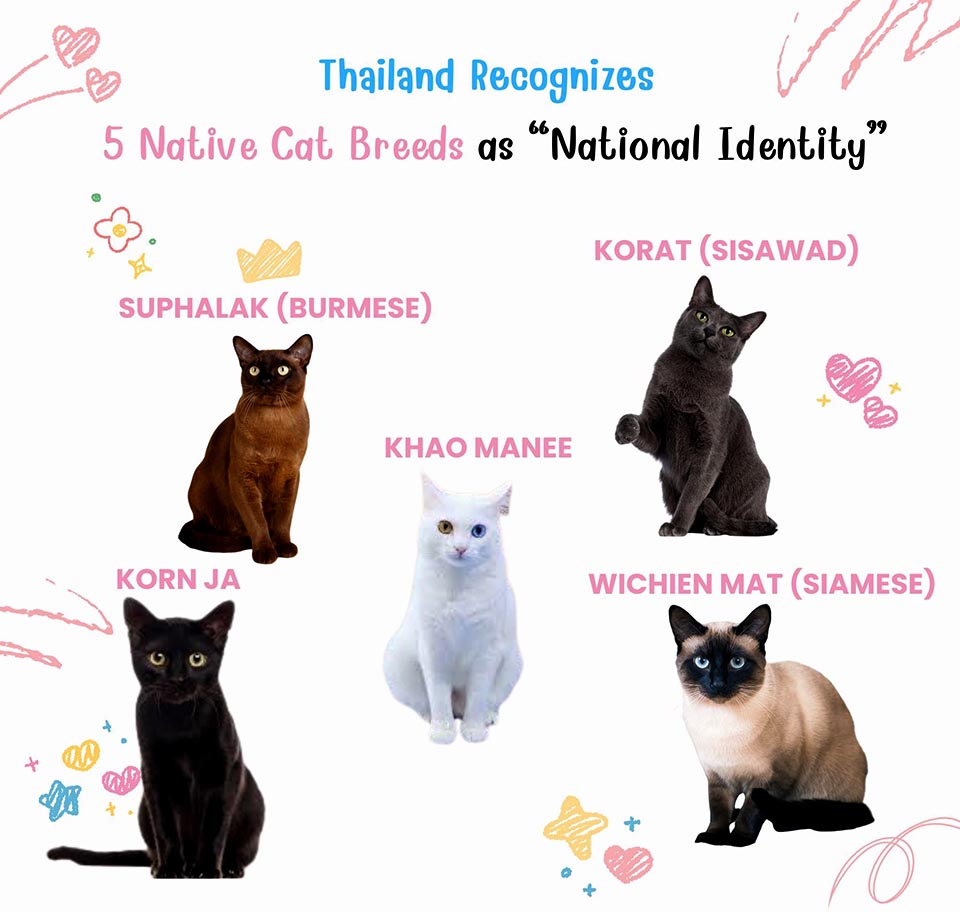 Thailand officially recognizes five native cat breeds as national symbols