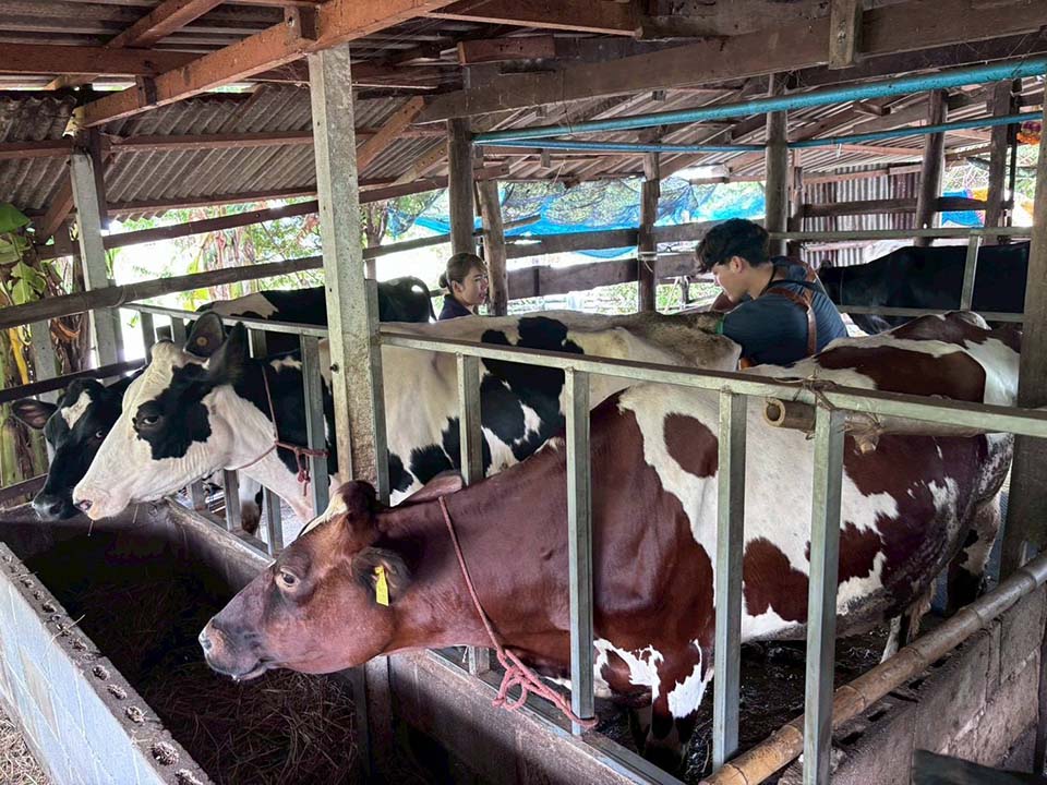 Thailand certifies raw cow’s milk with triple safety standards