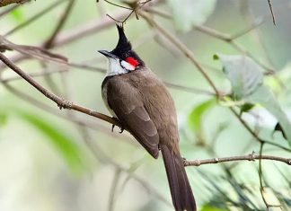 Thailand delists red-whiskered bulbul after studies confirm stable population