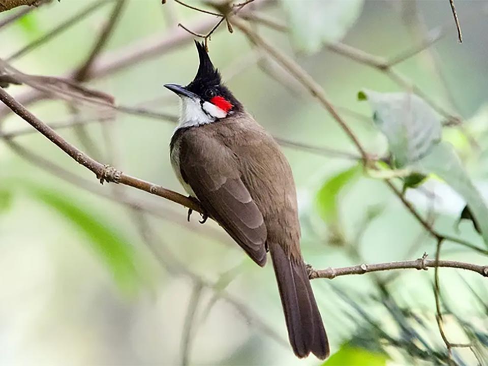 Thailand delists red-whiskered bulbul after studies confirm stable population