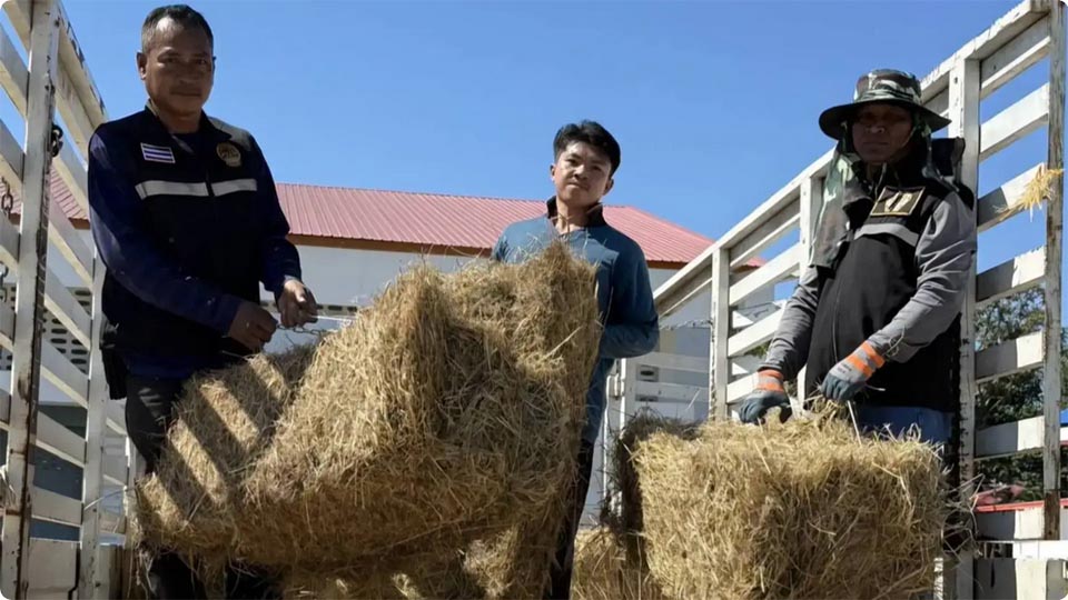 Livestock Department steps up aid for border farmers affected by Thai–Cambodian clashes