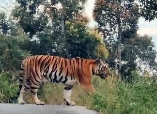 Thap Lan National Park warns tourists after tiger spotted walking on mountain road