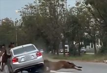 Horses break loose on Phetkasem Road causing fatal collision in Ratchaburi