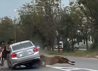 Horses break loose on Phetkasem Road causing fatal collision in Ratchaburi