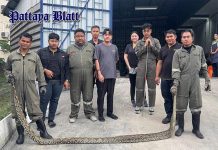 Sechs Meter langer Python stirbt nach Flucht vor Rettern in Gewässer in Pattaya