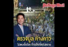 Lab tests confirm bat droppings in Pattaya pose no health risk