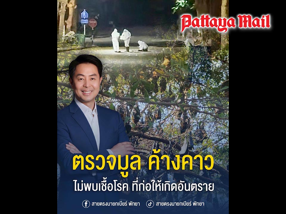 Lab tests confirm bat droppings in Pattaya pose no health risk