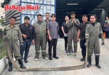 Six-meter python dies after fleeing rescuers into water in Pattaya