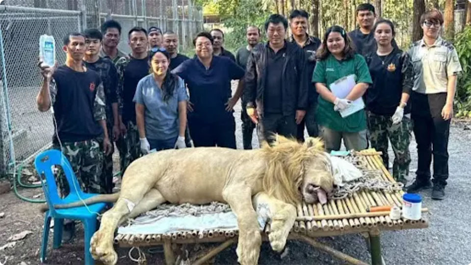 Veterinary team treats confiscated white lions for severe digestive disorders in Ratchaburi