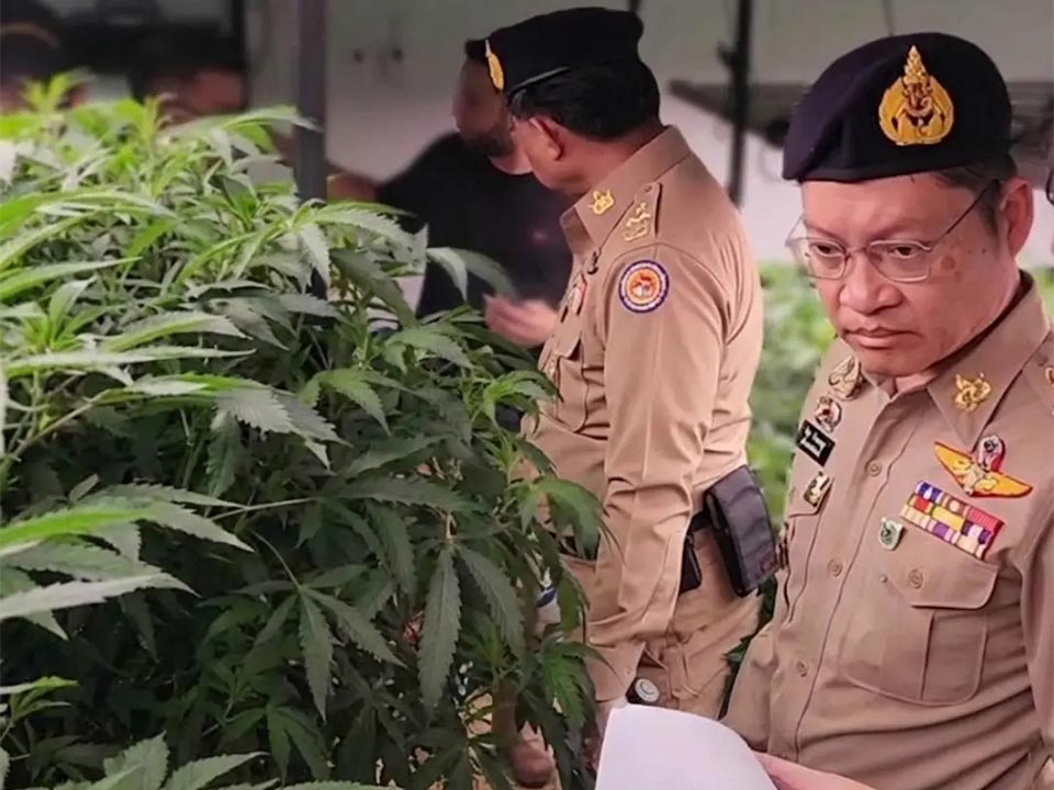 DBD intensifies action on nominee businesses after foreign-controlled cannabis operation found in Krabi