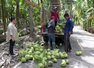 Coconut prices crash to 2–3 baht as government moves to shield Thai farmers