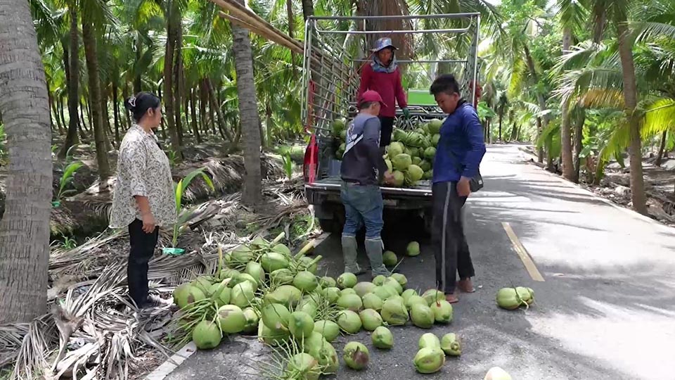 Coconut prices crash to 2–3 baht as government moves to shield Thai farmers
