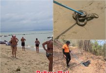 Panic on Pattaya beach as python emerges from the sea at Jomtien