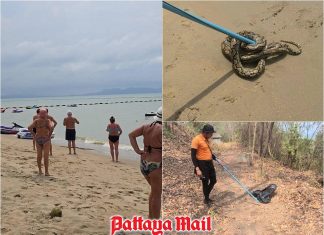 Panic on Pattaya beach as python emerges from the sea at Jomtien