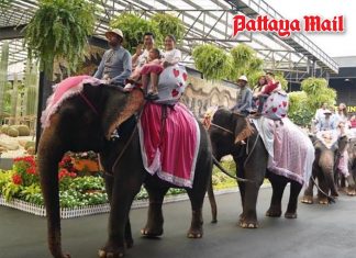 Love takes a majestic ride as couples register marriage on elephant backs at Nong Nooch Pattaya